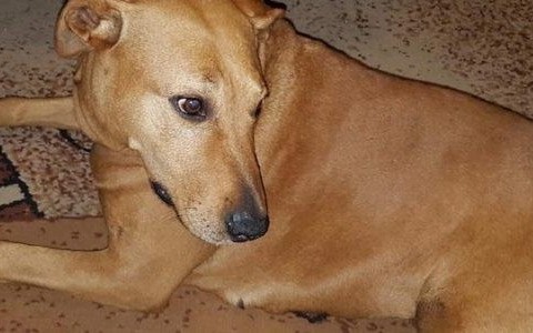 Szukamy właściciela czworonoga