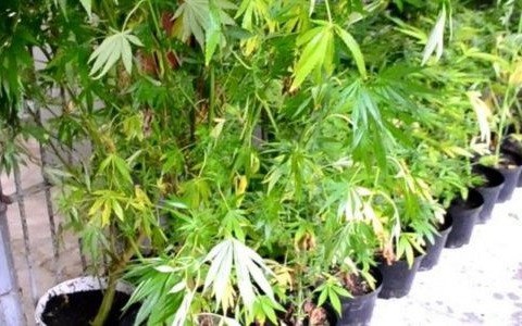 Zlikwidowali uprawę konopi indyjskich wartą blisko sto tysięcy złotych – FOTO