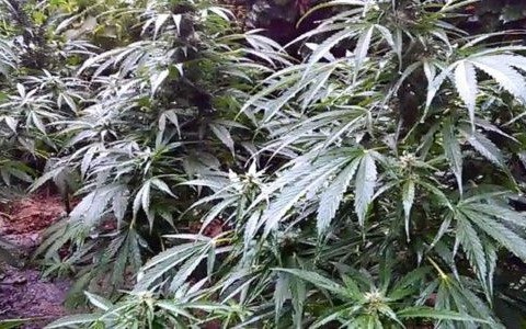 Znaleźli konopie, szukają właściciela