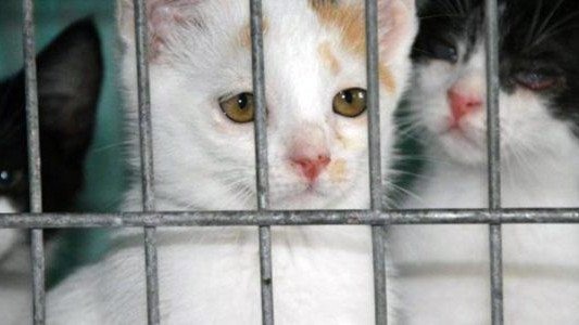 Animalsi potrzebują pieniędzy na kociaki