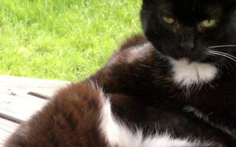 Szukamy Mamby – ktokolwiek widział, ktokolwiek wie – FOTO