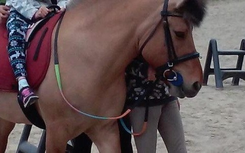 Dzięki hipoterapii przezwyciężyli lęki – FOTO, FILM