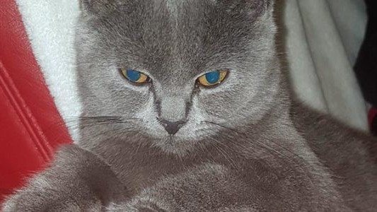 Szukamy półrocznej brytyjki