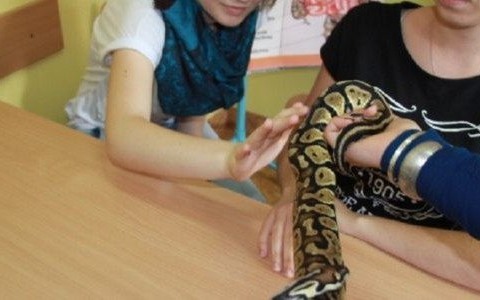 Pyton królewski w Ekonomiku – FOTO