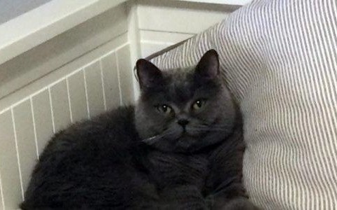 Uwaga! Zwyrodnialec rozrzuca zatrute parówki