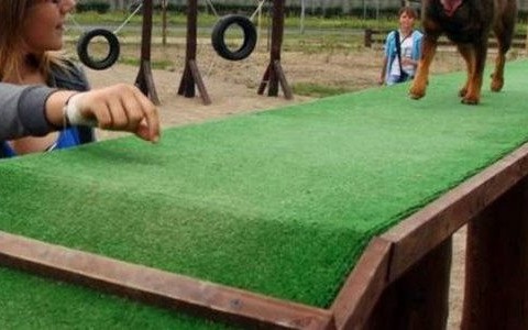 Psi park w Oświęcimiu? ANKIETA