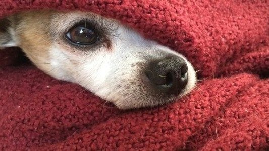 Nie pozwólmy marznąć im zimą – apel Animalsów