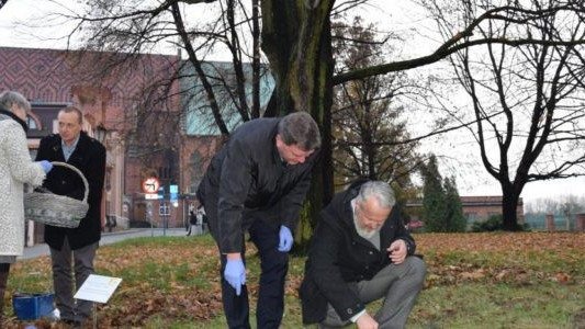 Sadzili krokusy, by upamiętnić dzieci, ofiary Holocaustu – FOTO