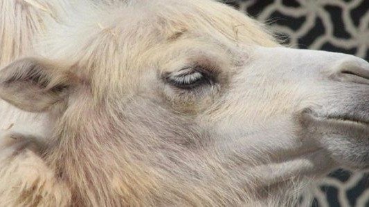 Cyrk z cyrkami – co miasto na orzeczenie sądu?