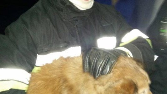 Strażacy uratowali psa, który utknął w stawie – FOTO