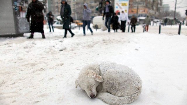 Zadbaj o zwierzęta w czasie mrozów