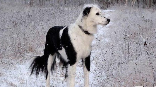 Zostawił psa na mrozie