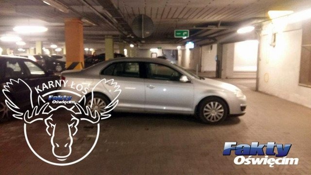 Łoś zablokował wyjazd z galerii