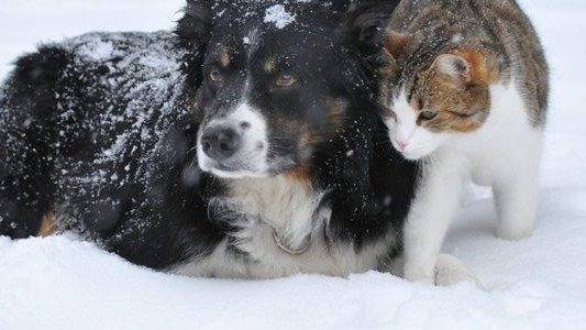 Akcja Sterylizacja – czas start