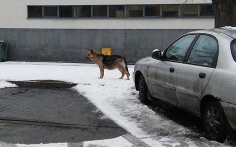 Suczka w ciąży biega po osiedlu Chemików