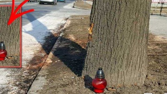 „Święte” drzewo na Powstańców Śląskich – FILM