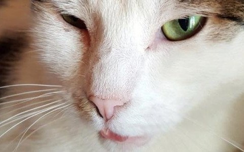 Dzisiaj Dzień Kota – ślijcie zdjęcia i filmy