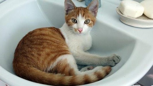 Wasze kociaki w Faktach Oświęcim – FOTO