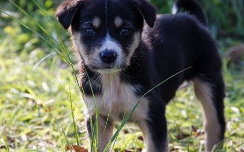 Co zrobić, żeby zapewnić bezpieczeństwo swojego zwierzęcia?