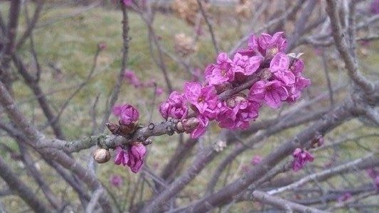 Wiosna w Oświęcimiu – FOTO