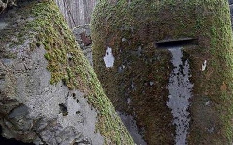 Uporządkują las Kamionka, możesz się przyłączyć