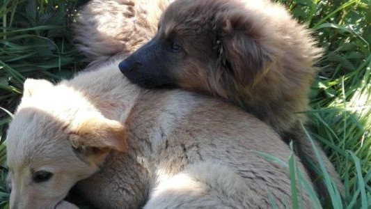 Ktoś podrzucił szczeniaki schorowanemu grojczaninowi