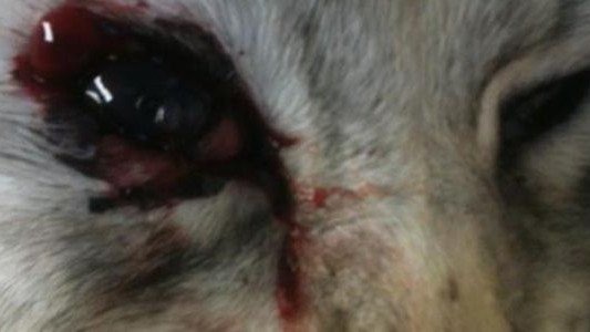 Przestrzelił kotu oko. Szukamy zwyrodnialca – FOTO