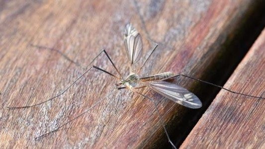 Komary dają się we znaki. W Oświęcimiu wkrótce znikną