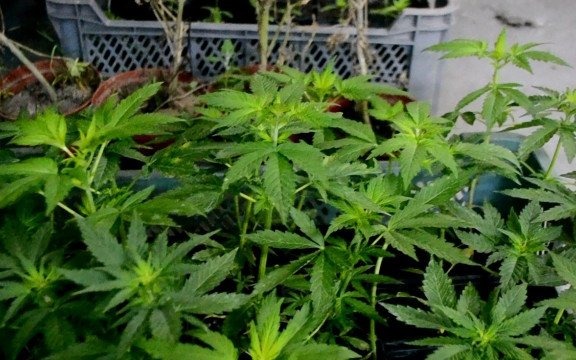 Cios w narkotykowy biznes – FOTO