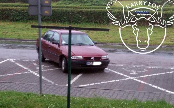 Wyjątkowo upierdliwy Łoś