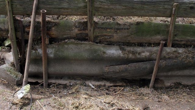 Bydlak zabił kilkutygodniowe kocię