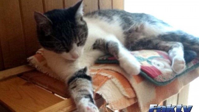 Kto widział kocura Felka?