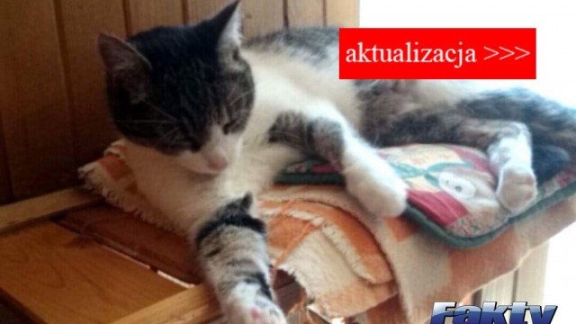 Pomogliście odnaleźć chorego kota – AKTUALIZACJA