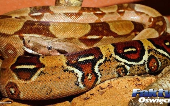 Poszukiwania węża boa w Wilczkowicach