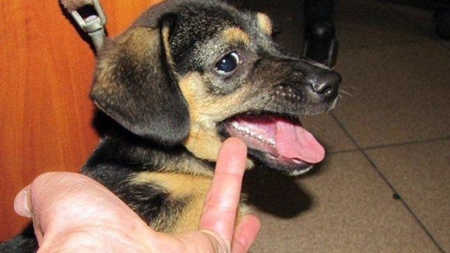 Zwyrodnialec katował szczeniaka. Zareagowali przechodnie