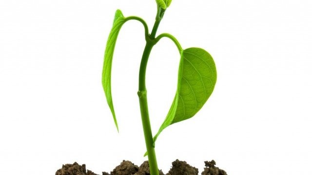 Obfite plony na glebach bielicowych? To możliwe, dzięki nawozom Ziemi Polskiej