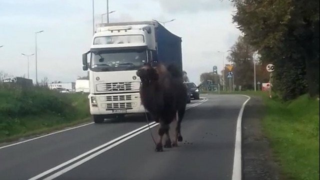 Wielbłąd na drodze krajowej – FILM