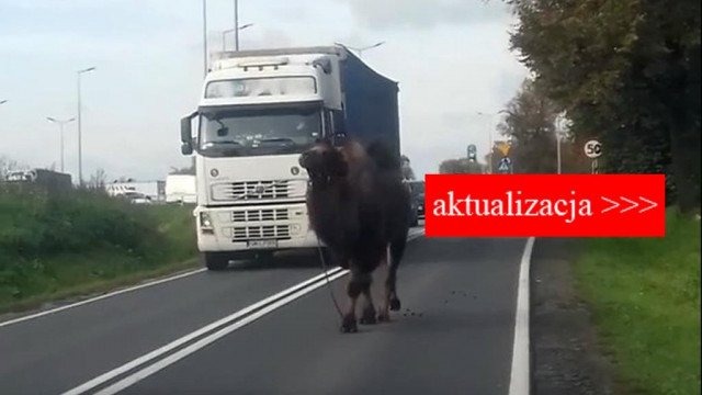 W Zatorze wielbłąd, w Chełmku koń – AKTUALIZACJA