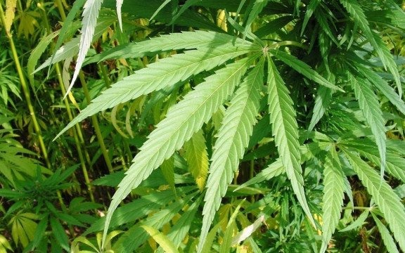 Dilerzy narkotykowi w rękach policji