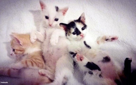 Free dla czworonogów. Każdy może dołączyć – FOTO