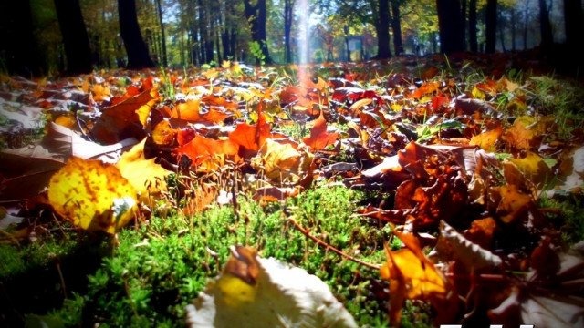 Powrót pogodnej jesieni. Nawet 14 stopni