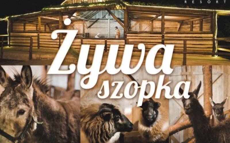 Odwiedź żywą szopkę w Osieku – FOTO