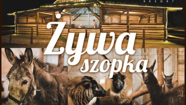 Odwiedź żywą szopkę w Osieku – FOTO