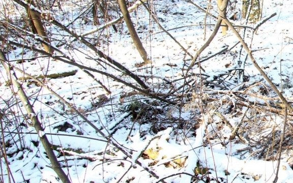 Zamęczył psa na śmierć. Policja szuka kłusownika – FOTO