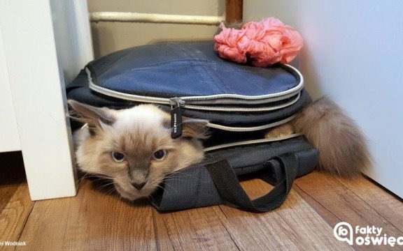 Kociostany Faktowiczów