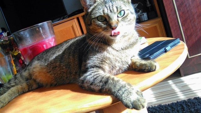 Dzień Kota po raz trzynasty – FOTO