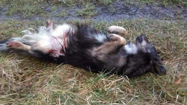 Zastrzelił psa z wiatrówki