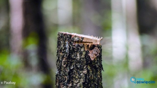 Oświęcimianie apelują: Stop wycince drzew