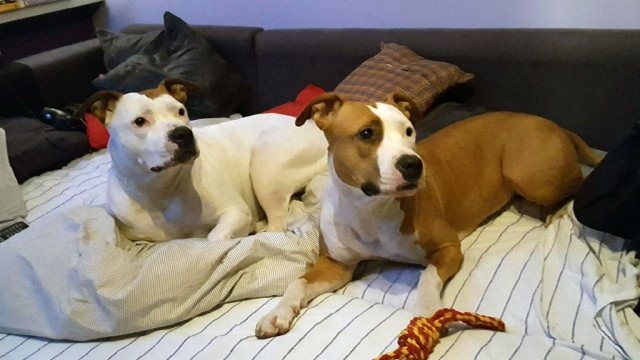 Zaginęły dwie suczki. Czeka nagroda za ich odnalezienie