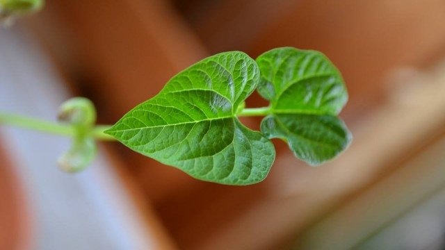 Jak rośnie fasolka? Warsztaty w Cafe Bergson